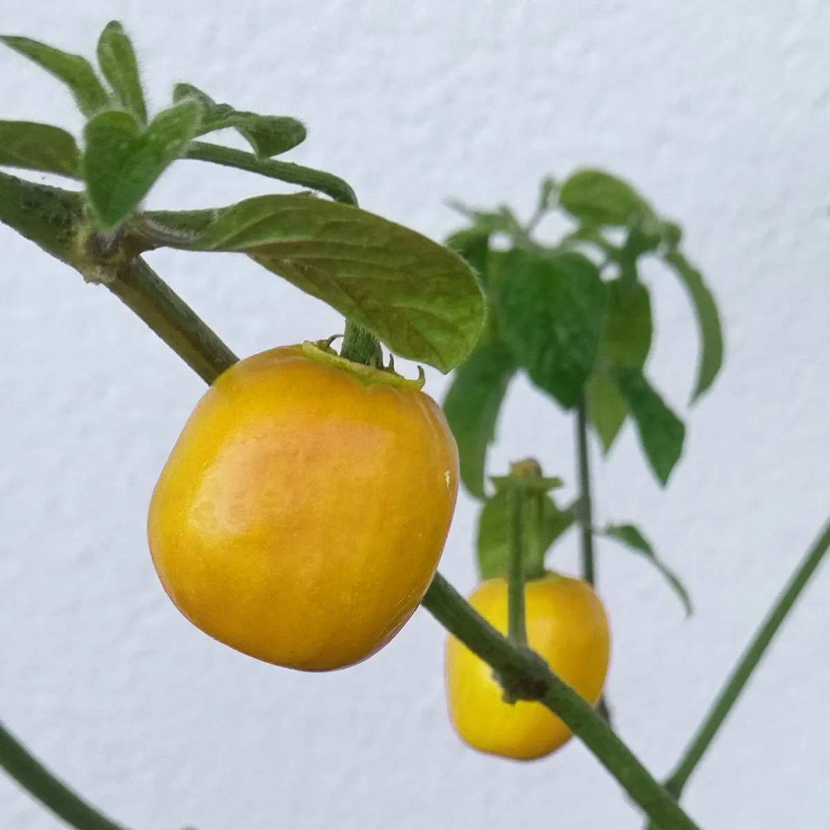 Baumchili 'Rocoto Canario' (Capsicum pubescens) Samen
