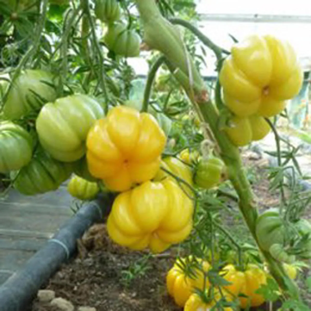 Fleischtomate 'Yellow Ruffled' (Solanum lycopersicum) Samen