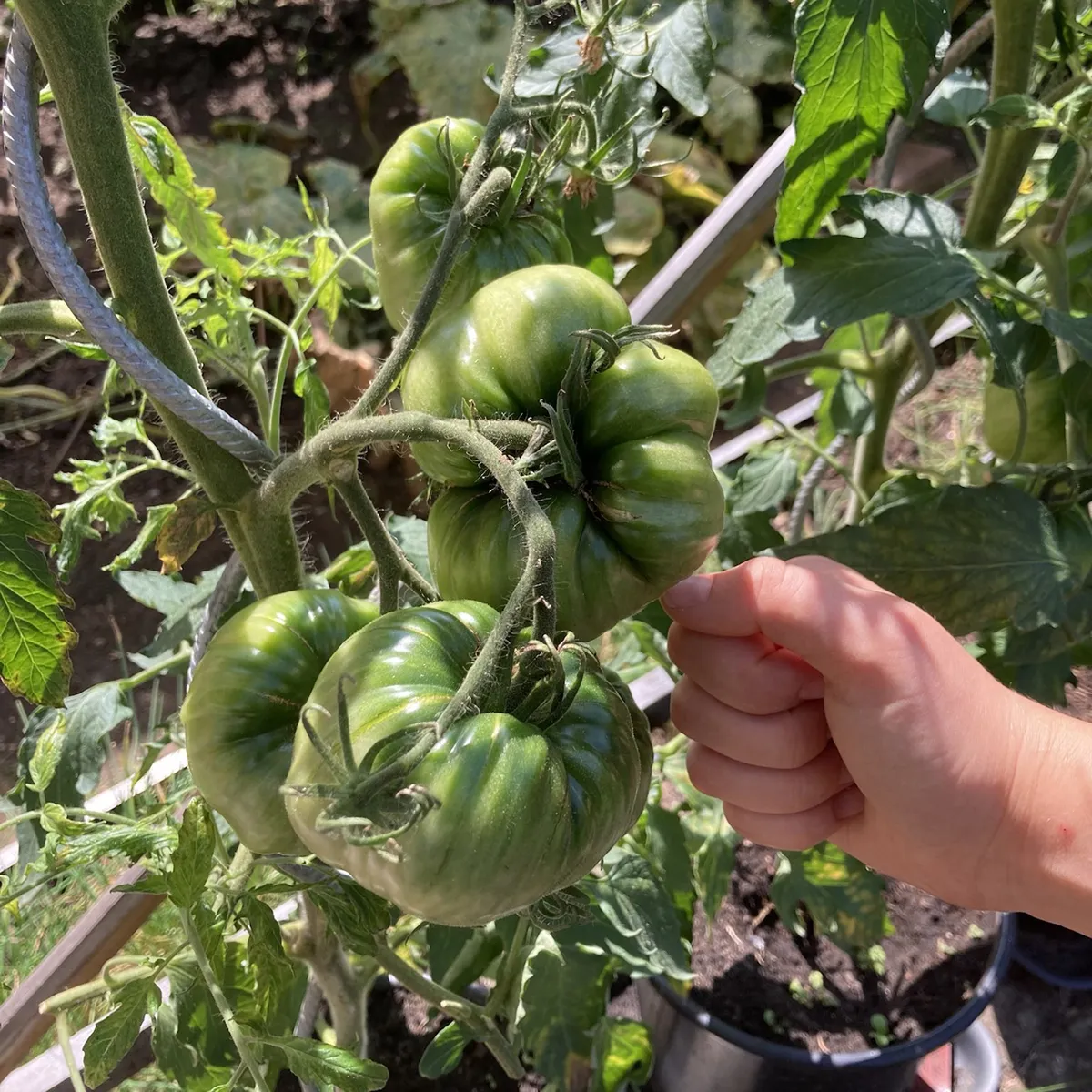 Fleischtomate 'Ananas' (Solanum lycopersicum) Samen