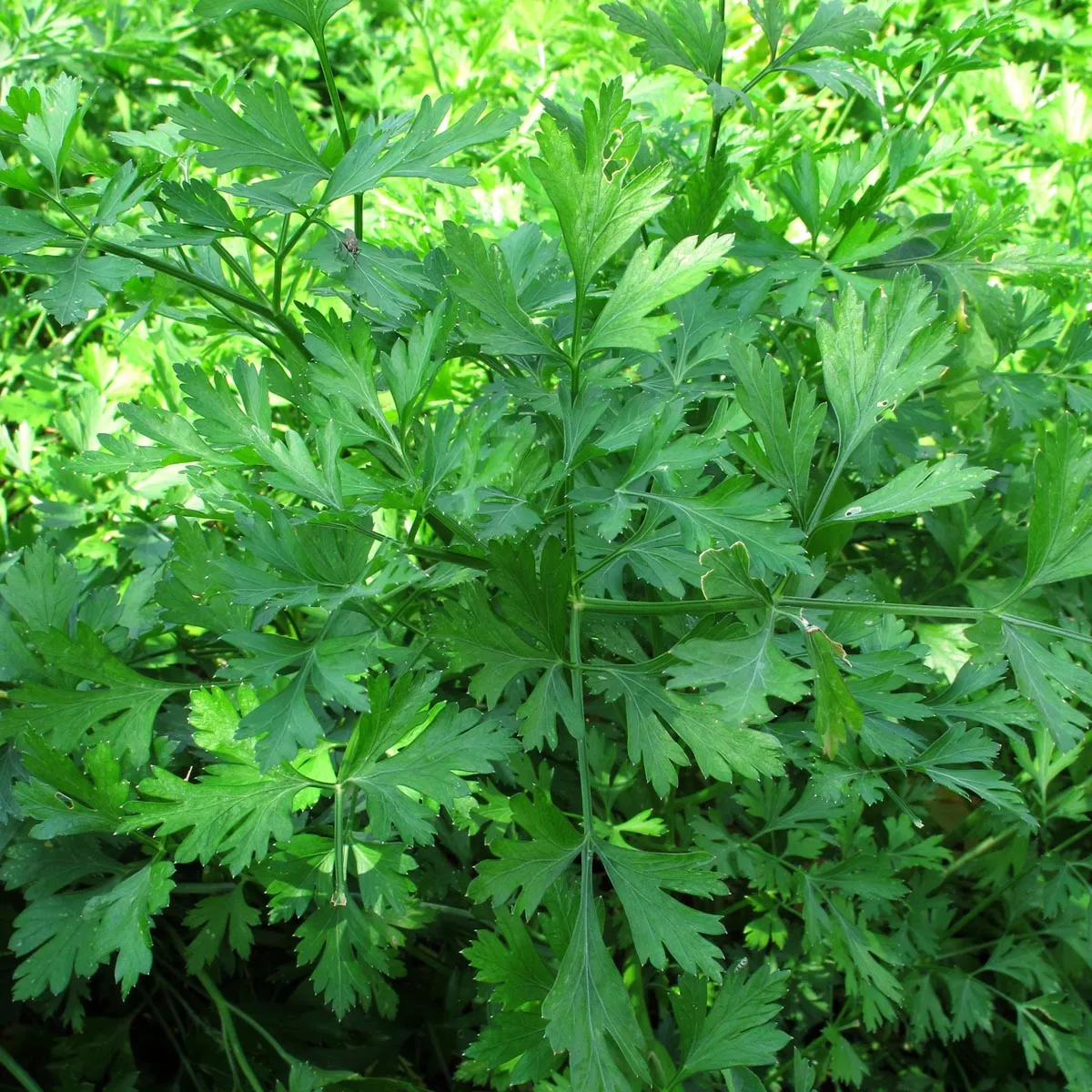 Italienische Glatte Petersilie 'Italian Giant' (Petroselinum crispum var. neapolitanum) Samen