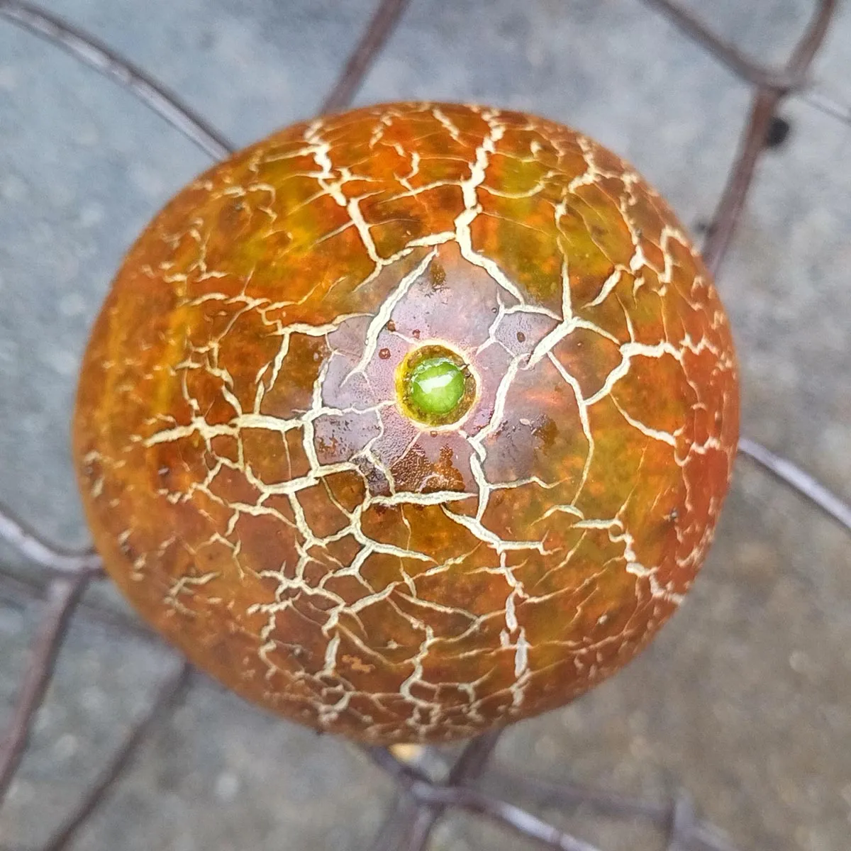 Russische Braune Netzgurke 'Brown Russian' (Cucumis sativus) Samen