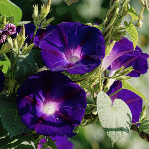Dunkelviolette Trichterblüten der Purpurnen Prunkwinde (Ipomoea purpurea)