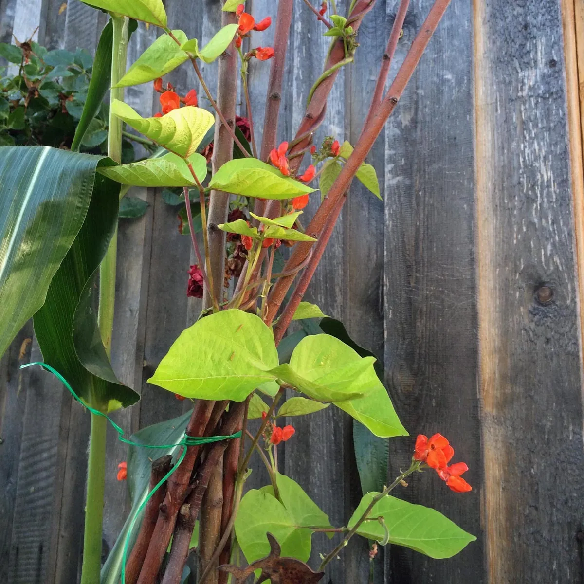 Prunkbohne / Feuerbohne 'Preisgewinner' (Phaseolus coccineus) Samen