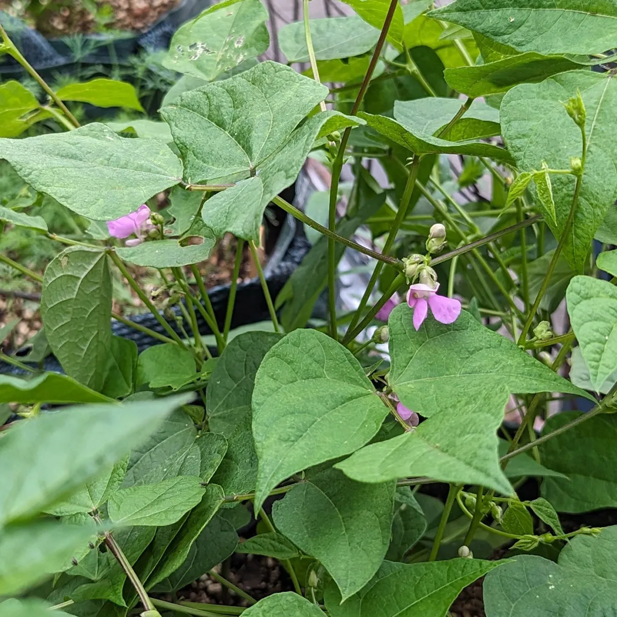 Teparybohne 'Black Mitla' (Phaseolus acutifolius) Samen