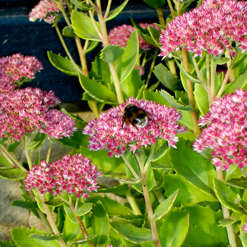 Fetthenne (Sedum spectabile) mit rosa Blütendolden, auf einer sitzt eine Hummel