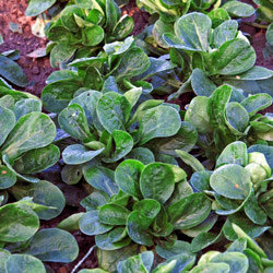 Feldsalat mit kräftigen Blattrosetten im Beet