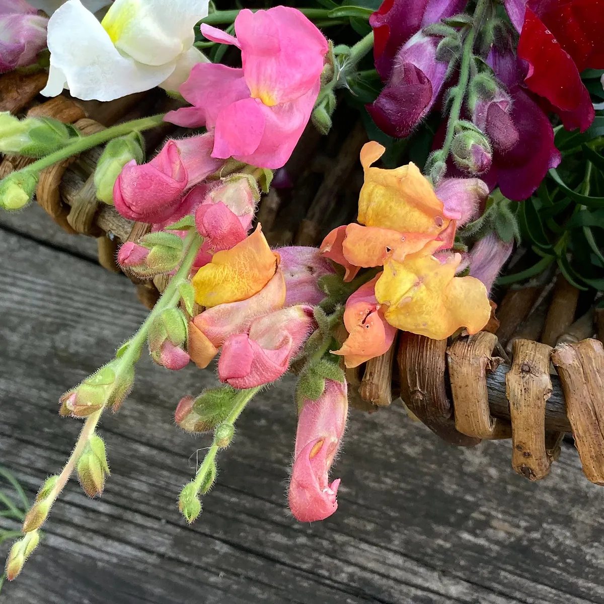 Oranges Löwenmäulchen 'Orange Wonder' (Antirrhinum majus) Samen