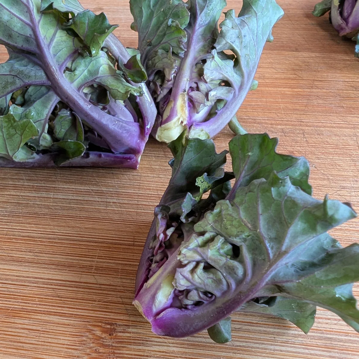 Kohlröschen (Brassica oleracea var. gemmifera x sabellica) Samen