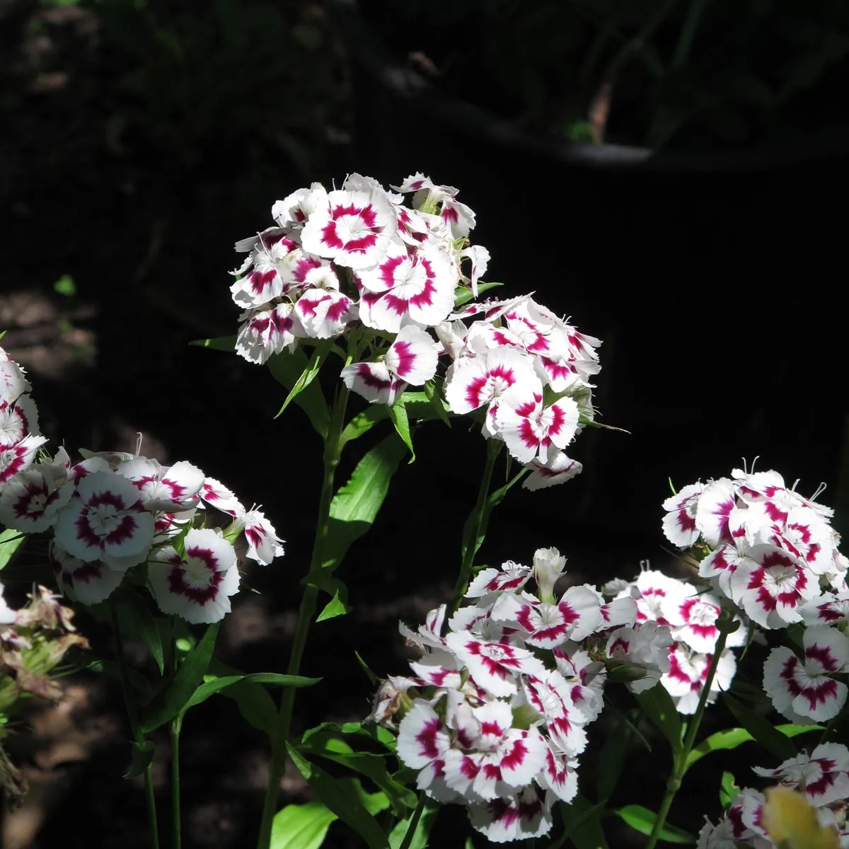 Bartnelke 'Sweet William' (Dianthus barbatus) Bio Saatgut
