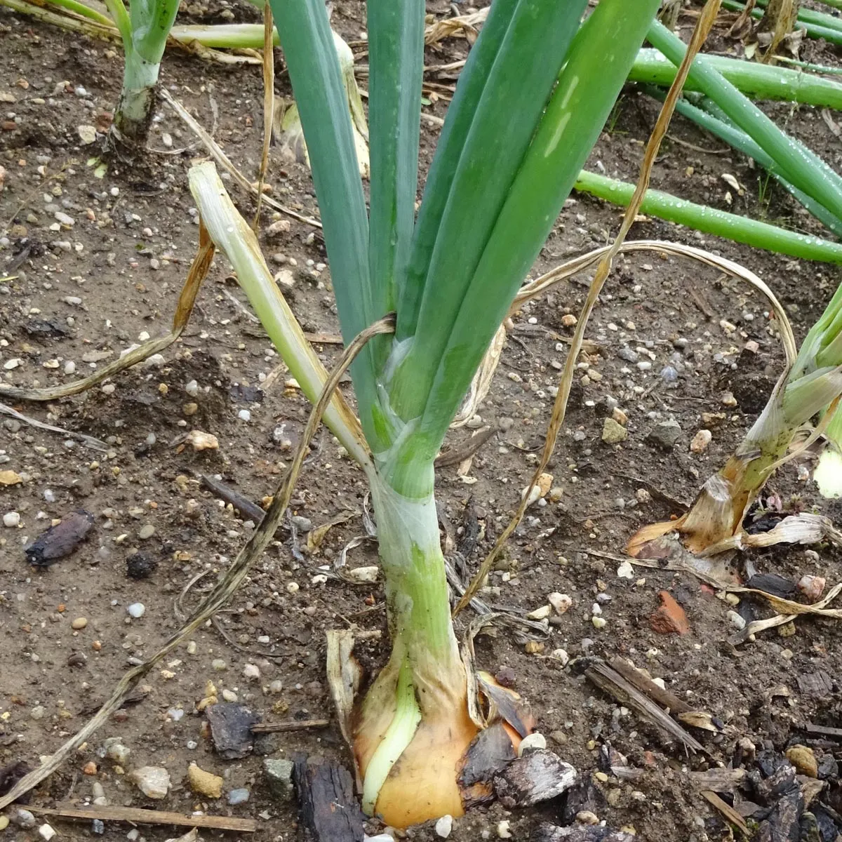 Zwiebel 'Stuttgarter Riesen' (Allium cepa) Samen