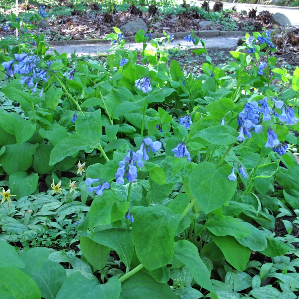 Virginisches Blauglöckchen (Mertensia virginica) Samen
