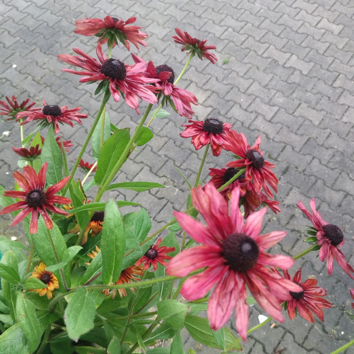 Rauer Garten-Sonnenhut 'Sahara' (Rudbeckia hirta) Samen