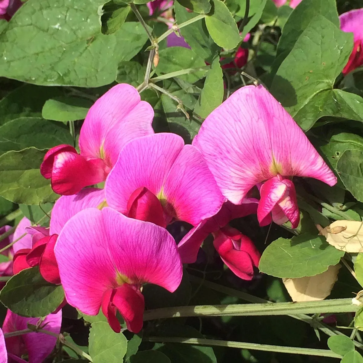 Zwerg-Duftwicke 'Bijou Mix' (Lathyrus odoratus) Samen