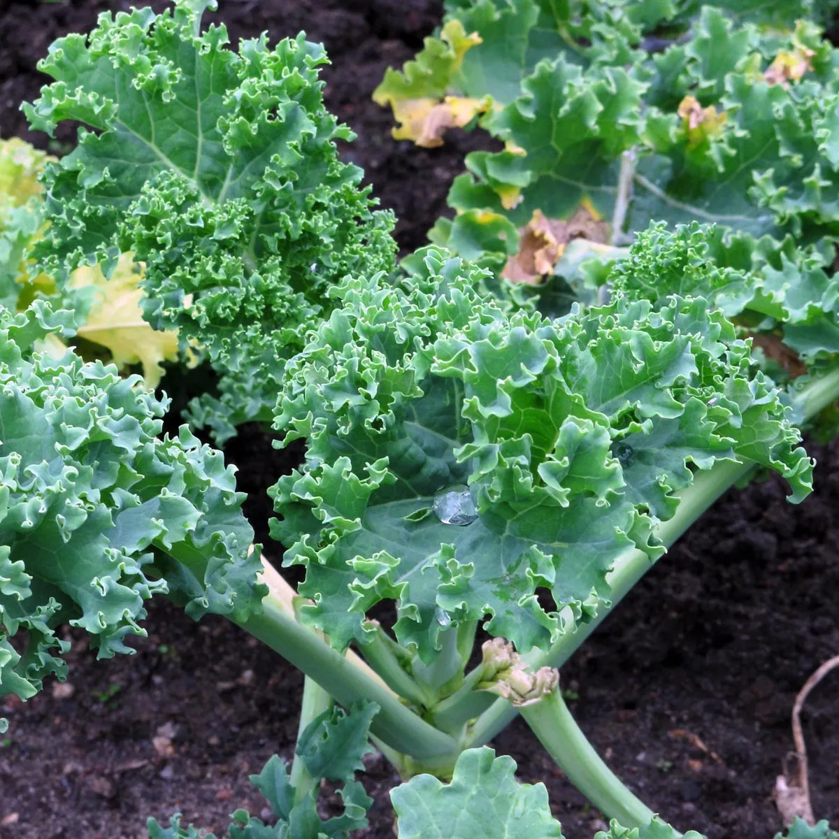 Grünkohl 'Halbhoher Grüner Krauser' (Brassica oleracea) Bio Saatgut