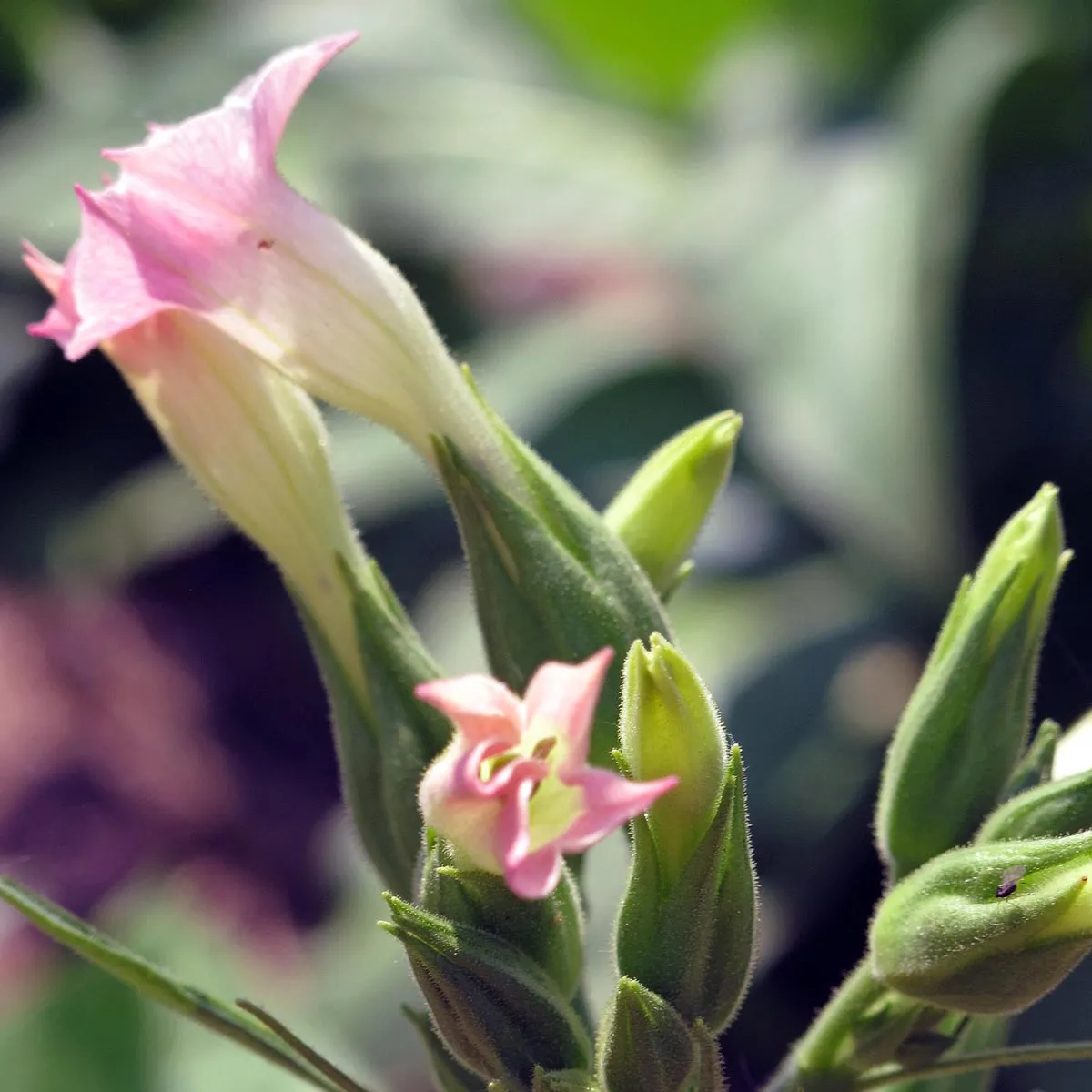 Tabak 'Badischer Geudertheimer' (Nicotiana tabacum) Samen