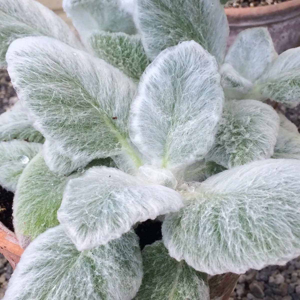 Silberblatt Salbei 'Artemis' (Salvia argentea)