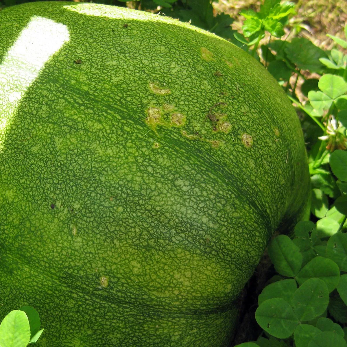 Steirischer Ölkürbis (Cucurbita pepo var. styriaca) Samen