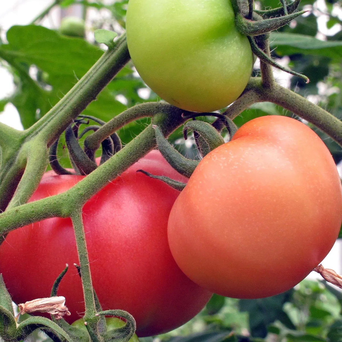 Fleischtomate 'St. Pierre' (Solanum lycopersicum) Samen