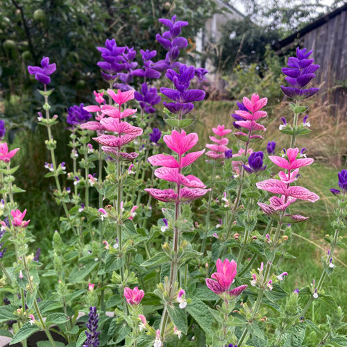 Schopfsalbei (Salvia viridis) mit rosa und violetten Hochblättern im Garten