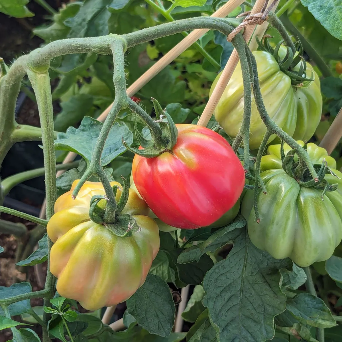 Mark-Tomate 'Zahnradtomate' (Solanum lycopersicum) Bio-Saatgut