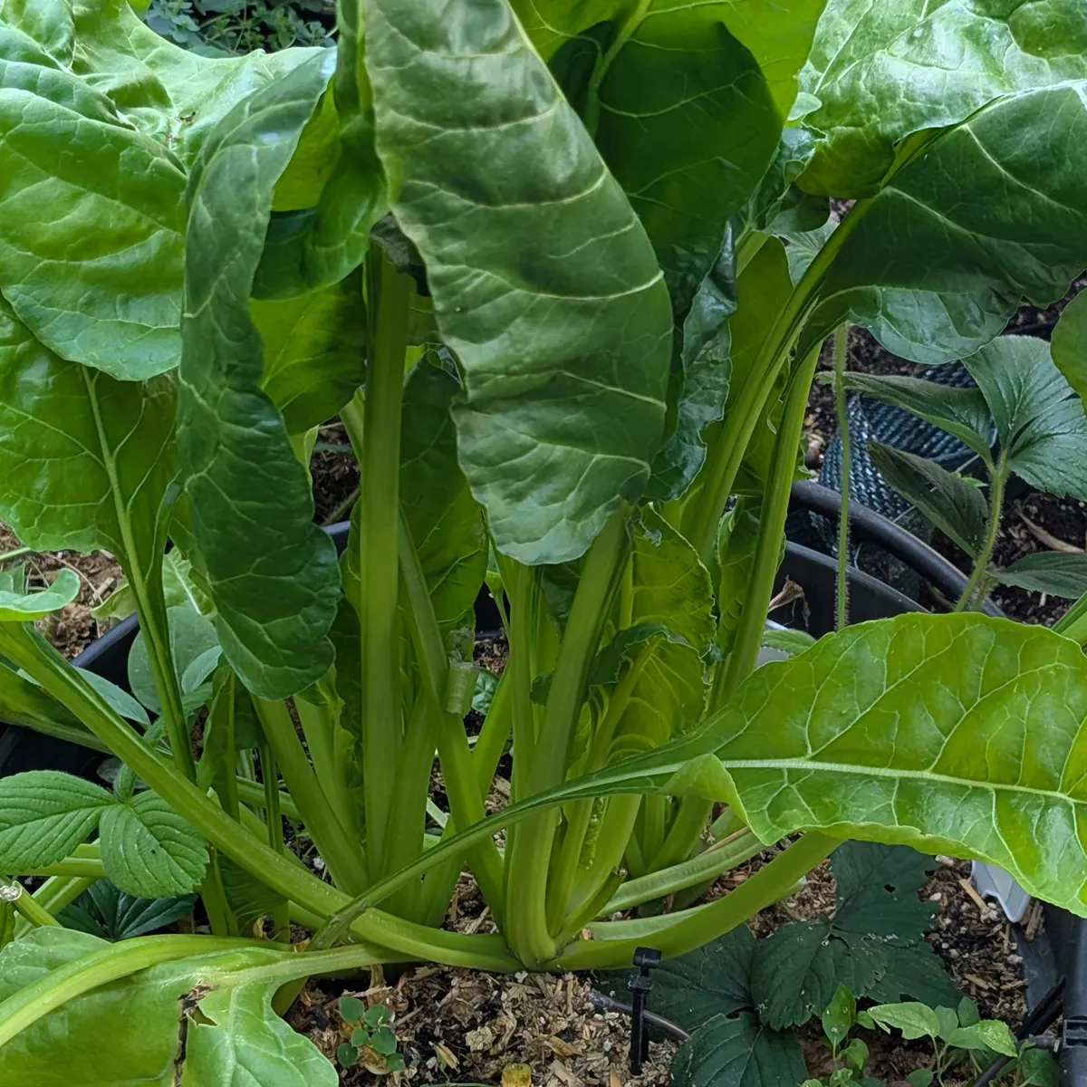 Ewiger Spinat 'Erbette' (Beta vulgaris ssp. vulgaris) Bio Saatgut