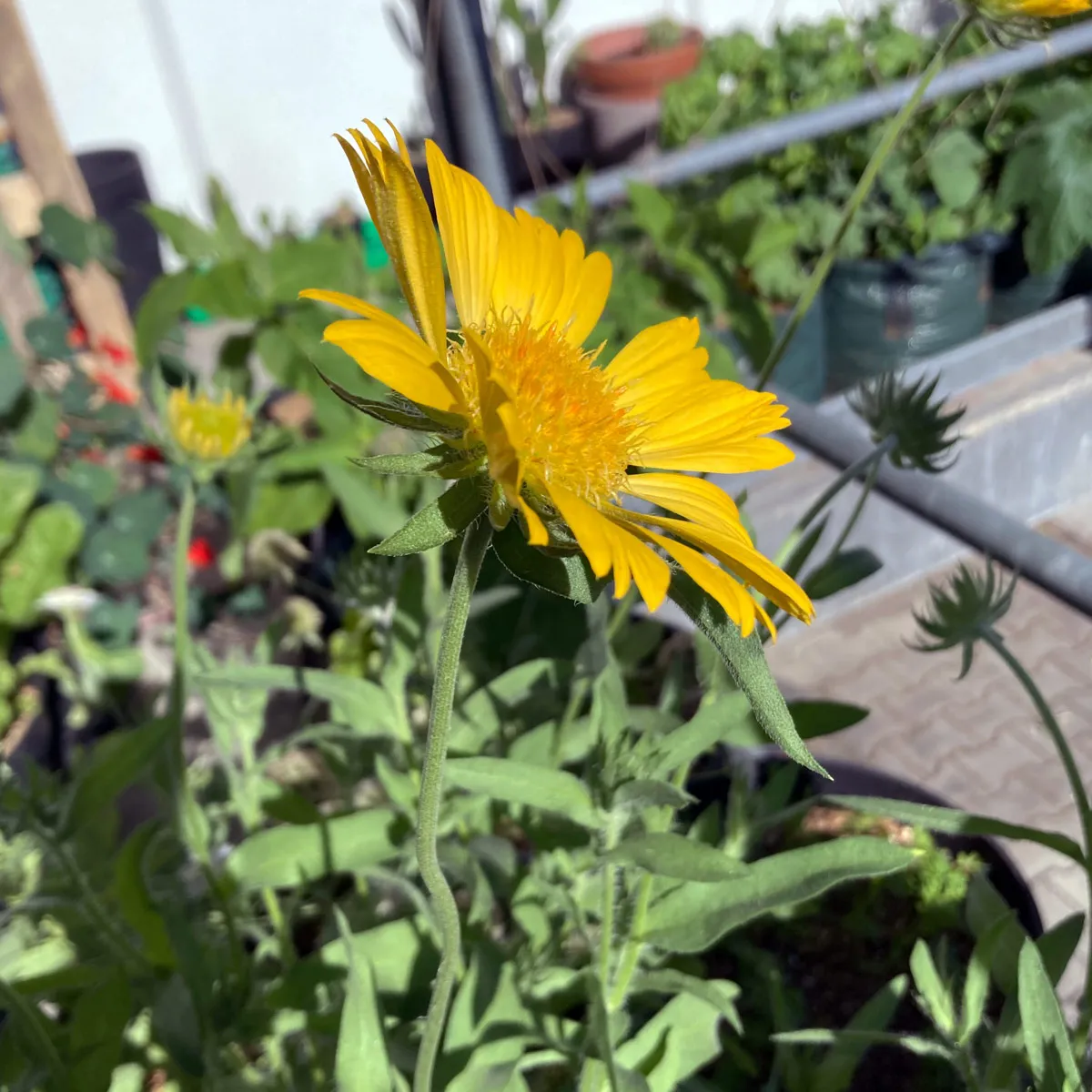 Gelbe Kokardenblume 'Aurea Pura' (Gaillardia aristata) Samen