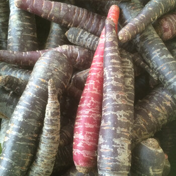 Violette und rote Karotten als Beispiel für Wurzelgemüse