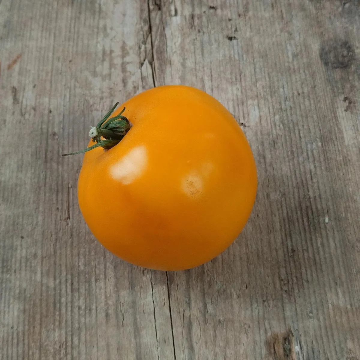 Buschtomate 'Ida Gold' (Solanum lycopersicum) Samen