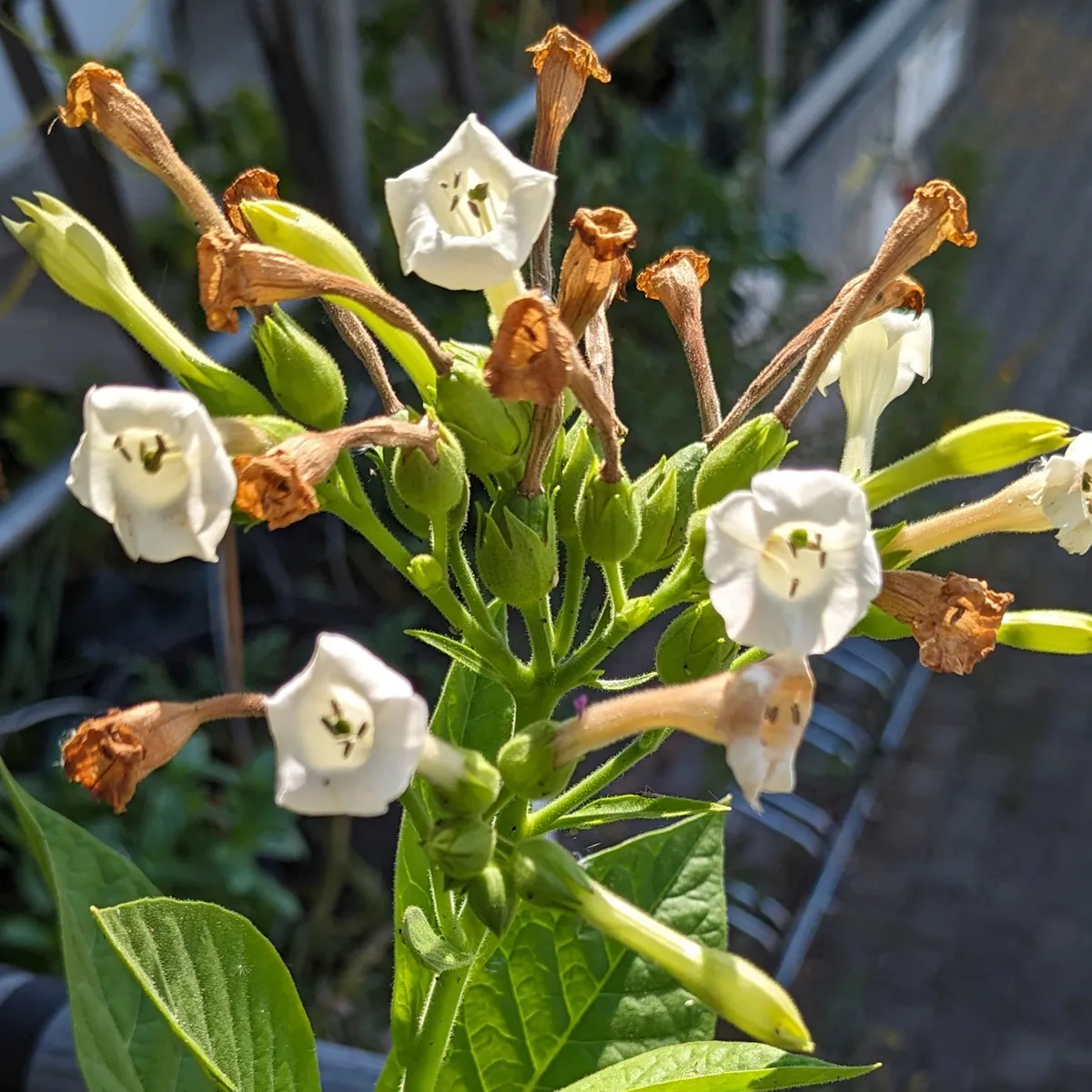 Tabak 'Baffra Basma' (Nicotiana tabacum) Samen