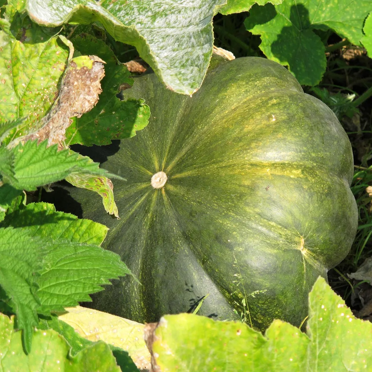 Muskatkürbis 'Muscade de Provence' (Cucurbita moschata) Bio Saatgut