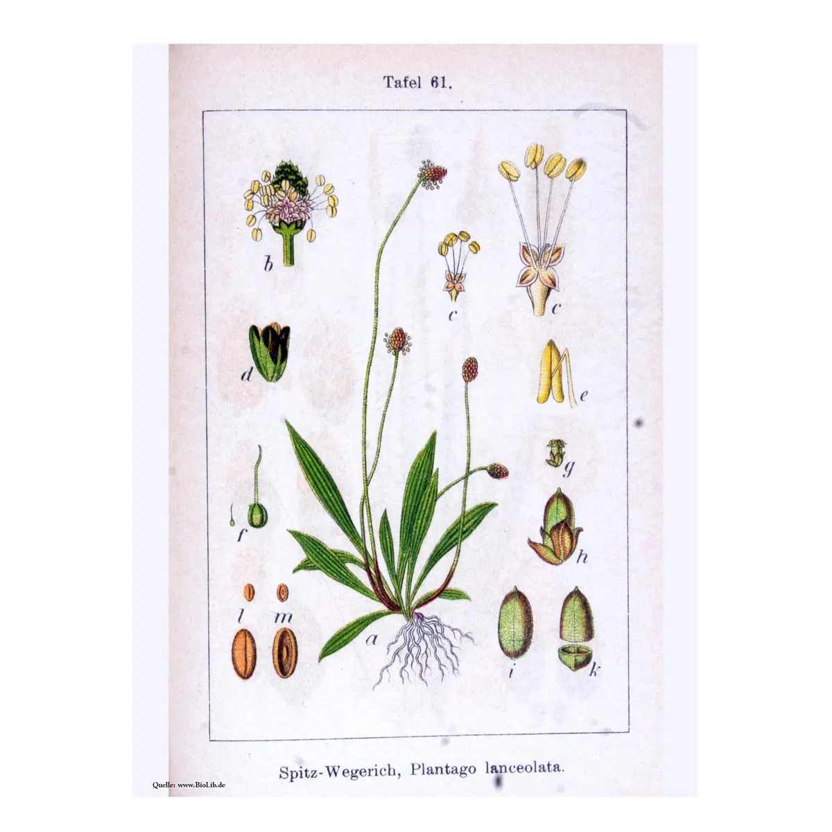 Spitzwegerich (Plantago lanceolata) Samen