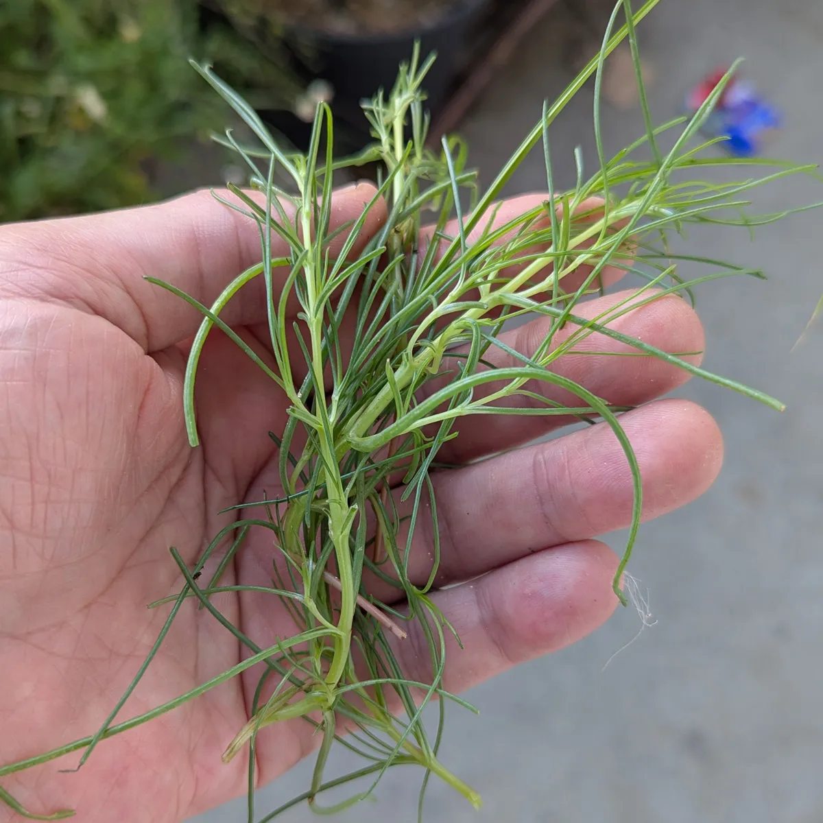 Agretti / Mönchsbart (Salsola soda) Samen