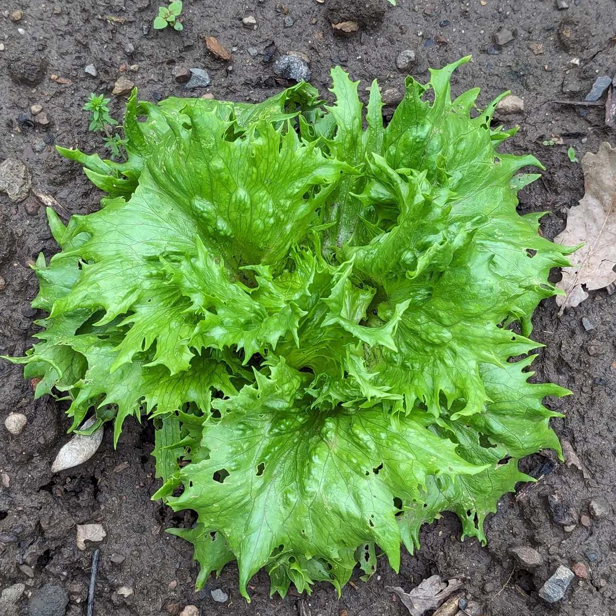 Eisbergsalat 'Reine de Glaces' (Lactuca sativa) Samen