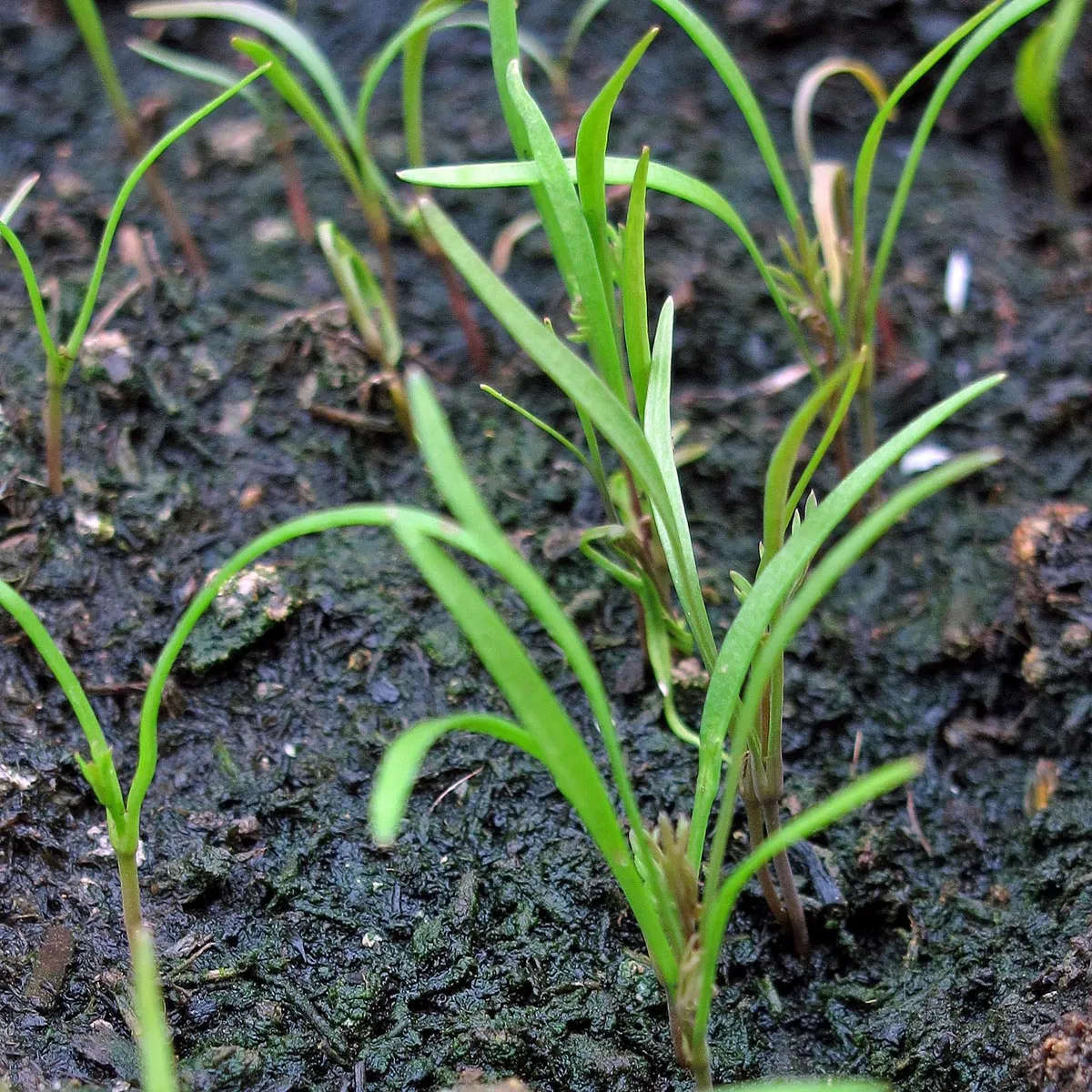Dill 'Gewöhnlicher' (Anethum graveolens) Samen