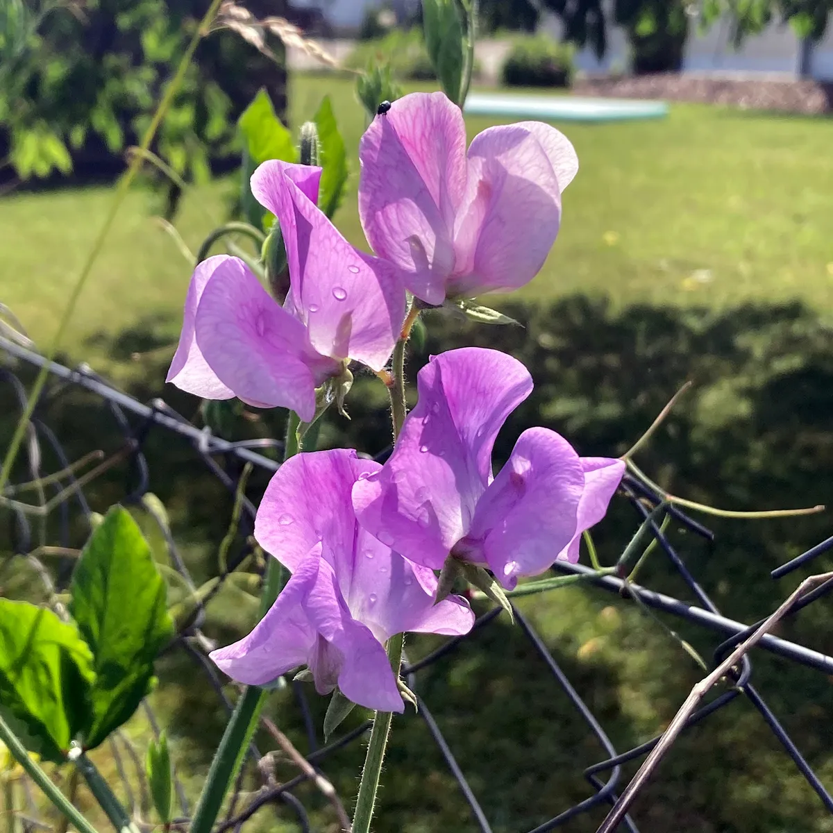 Lavendelblaue Duftwicke 'Lady Grisel Hamilton' (Lathyrus odoratus) Samen