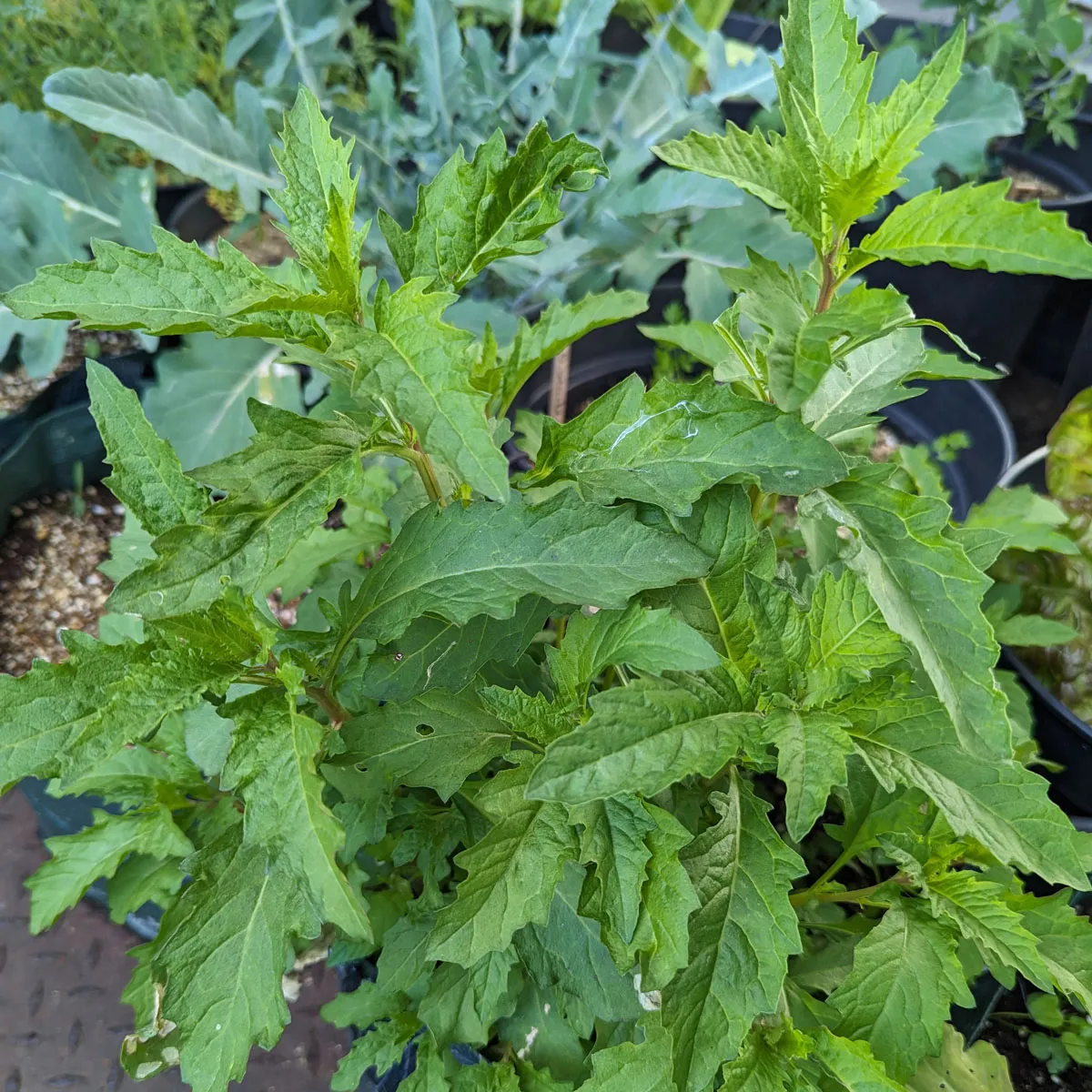 Epazote (Chenopodium ambrosioides) Samen