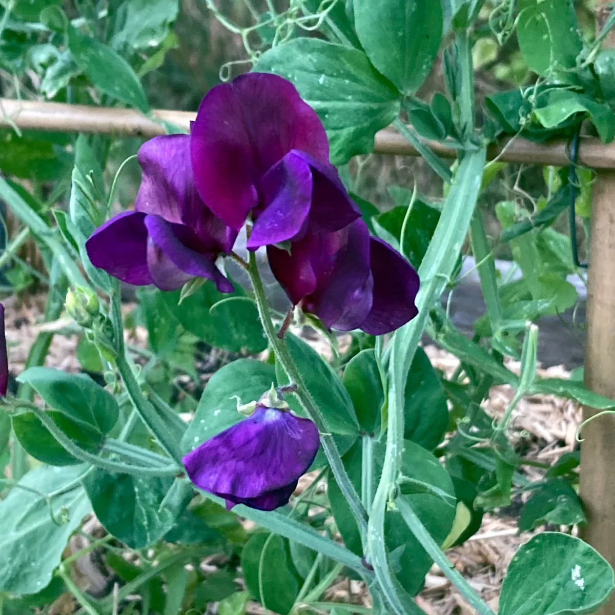 Blauviolette Duftwicke 'Lord Nelson' (Lathyrus odoratus) Samen