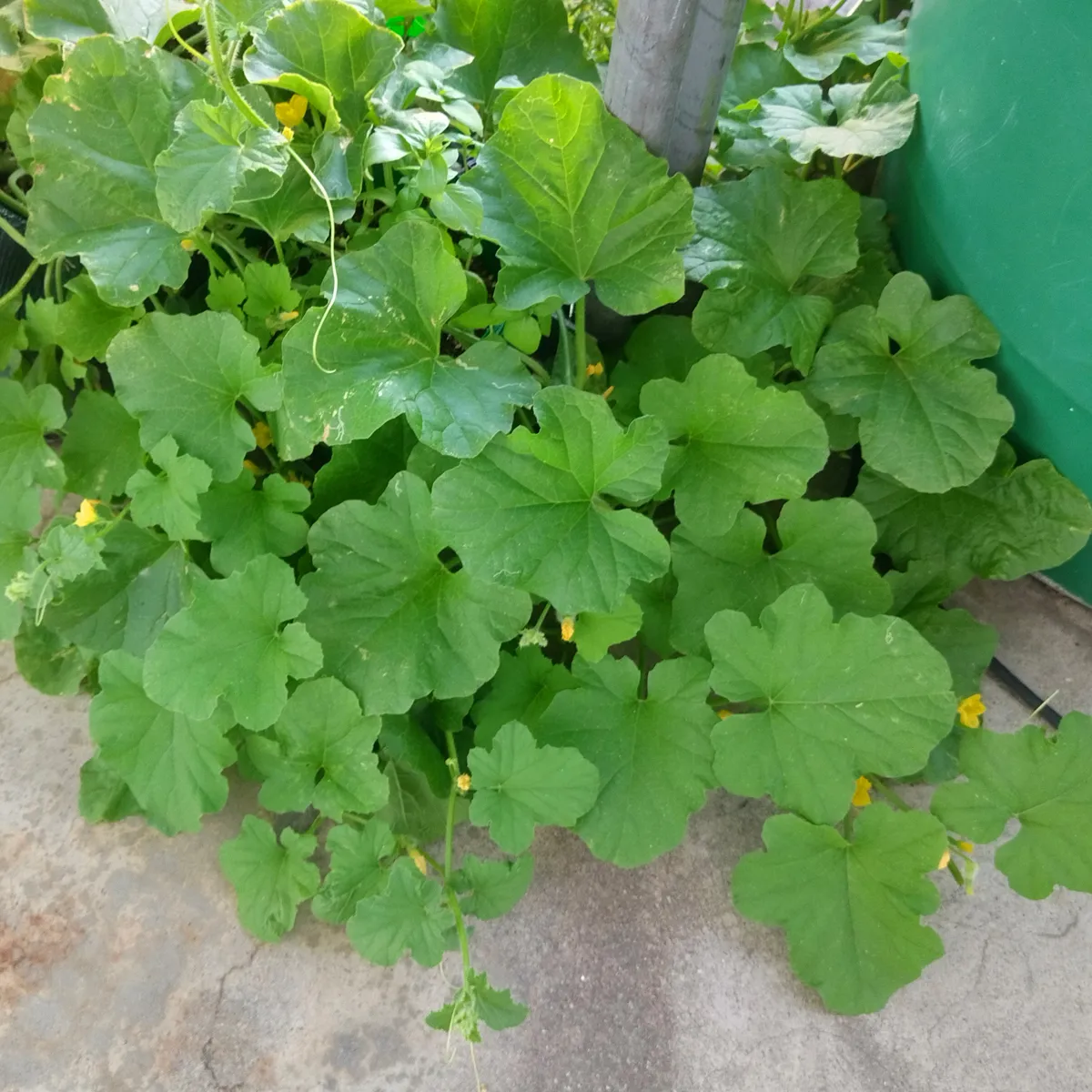 Honigmelone 'Minnesota Midget' (Cucumis melo) Samen