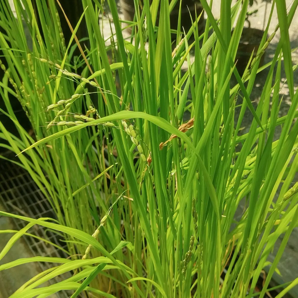 Reis 'Arborio Bianco' (Oryza sativa) Samen
