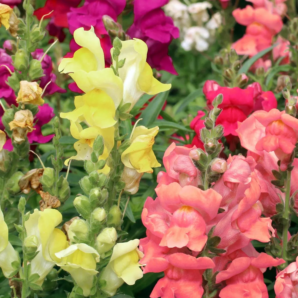 Löwenmäulchen Mischung (Antirrhinum majus) Samen