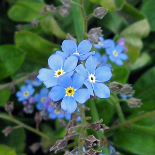 Himmelblaue Blüten des Vergissmeinnichts (Myosotis sylvatica)