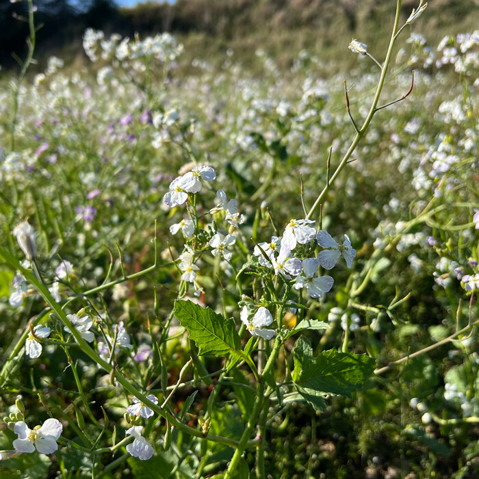 Feld mit weiß blühendem Ölrettich (Raphanus sativus) als Gründüngung