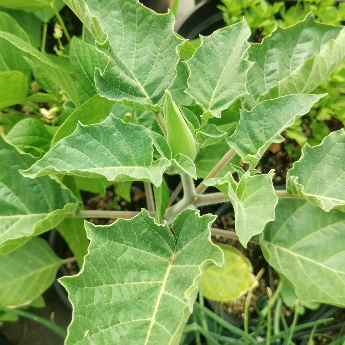 Toloache (Datura inoxia) Samen