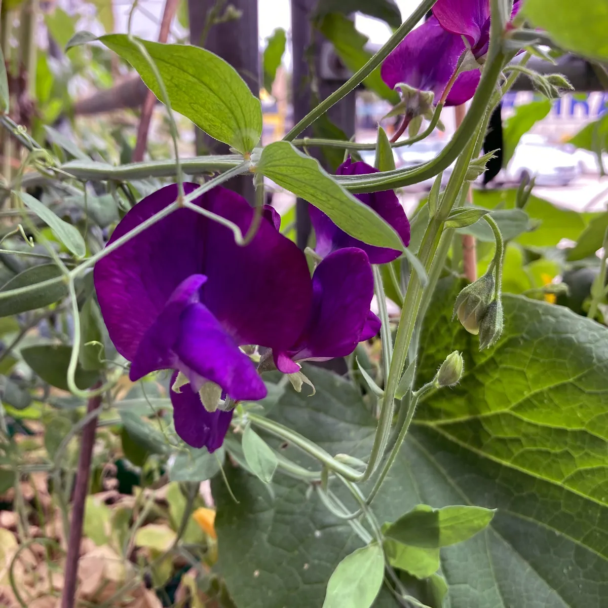 Blauviolette Duftwicke 'Lord Nelson' (Lathyrus odoratus) Samen