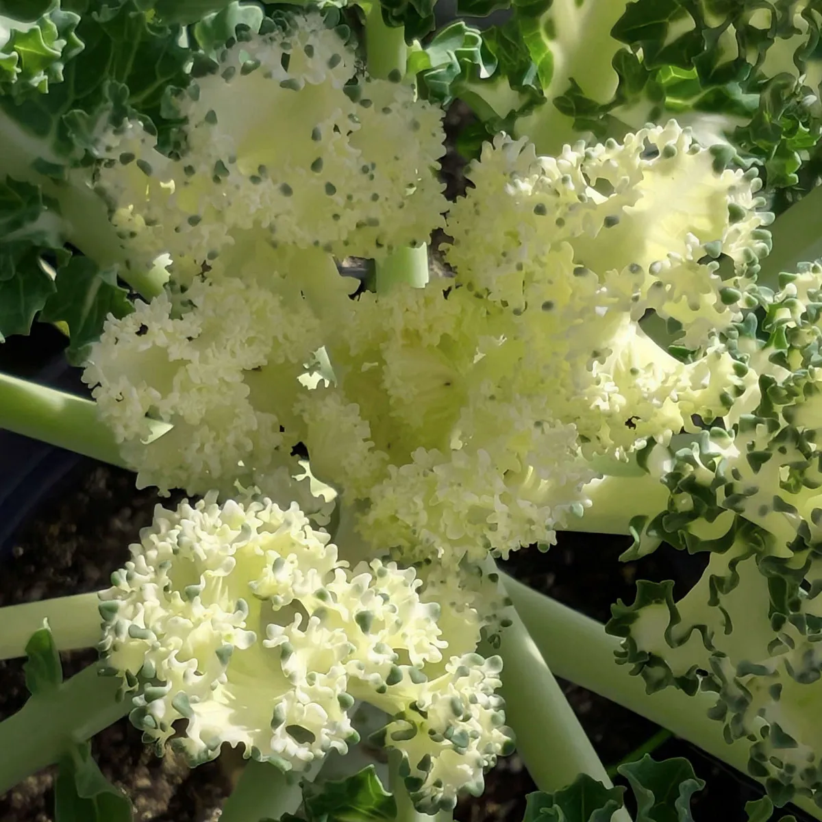 Federkohl 'Emerald Ice' (Brassica oleracea convar. acephala var. sabellica) Samen