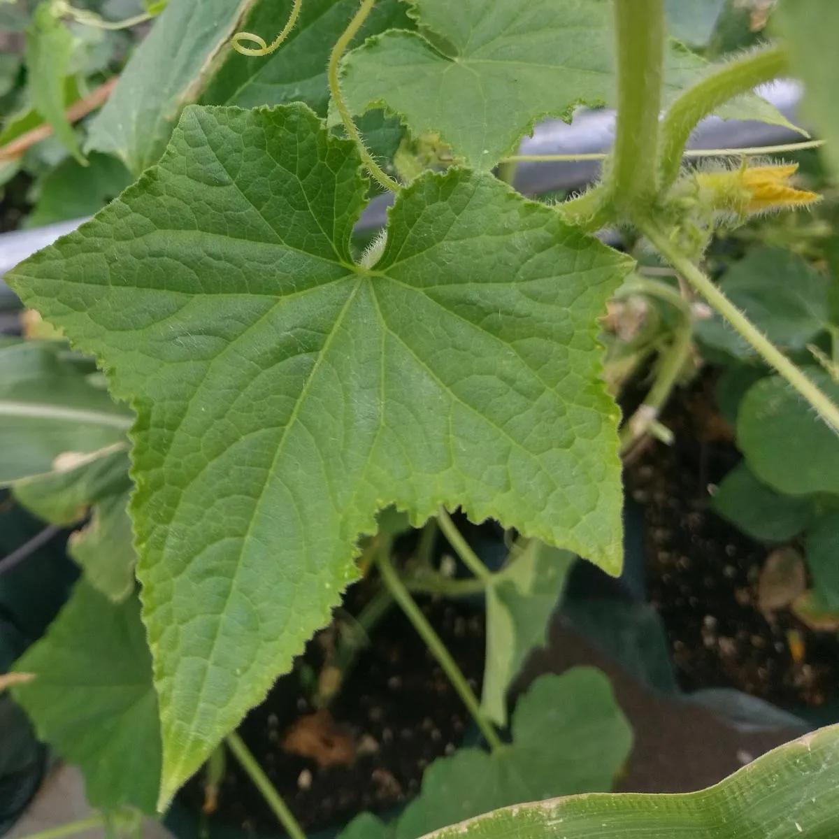 Gurke 'Marketmore’ (Cucumis sativus) Bio Saatgut