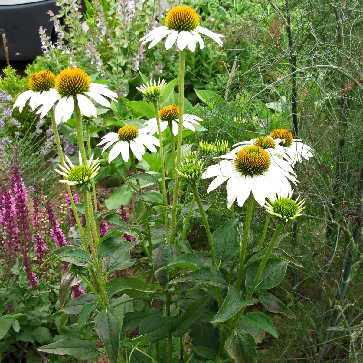 Weißer Sonnenhut 'White Swan' (Echinacea purpurea) Bio Saatgut
