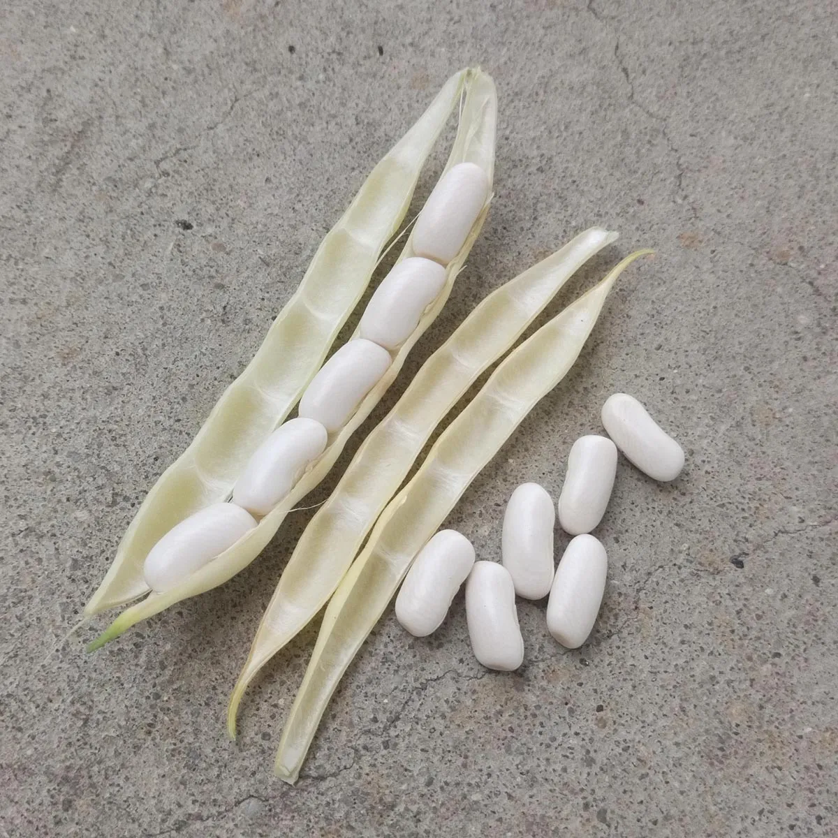 Weiße Buschbohne 'Cannellini' (Phaseolus vulgaris) Samen