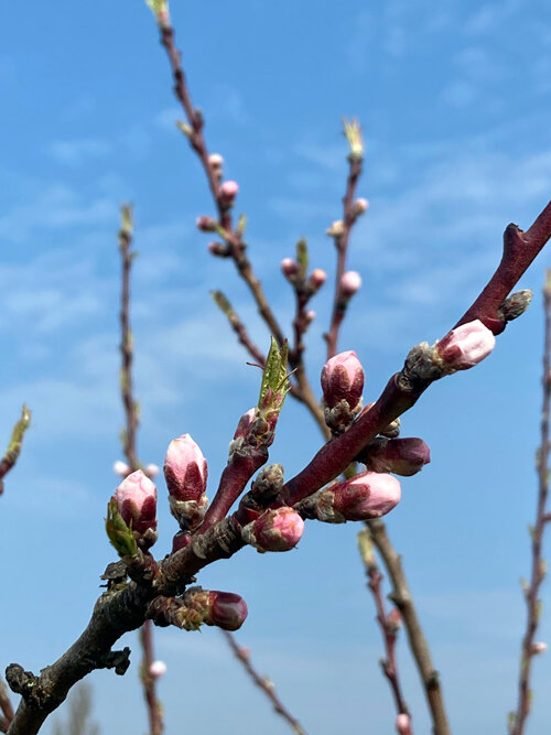 Rosa Pfirsichknospen an einem Zweig vor blauem Himmel