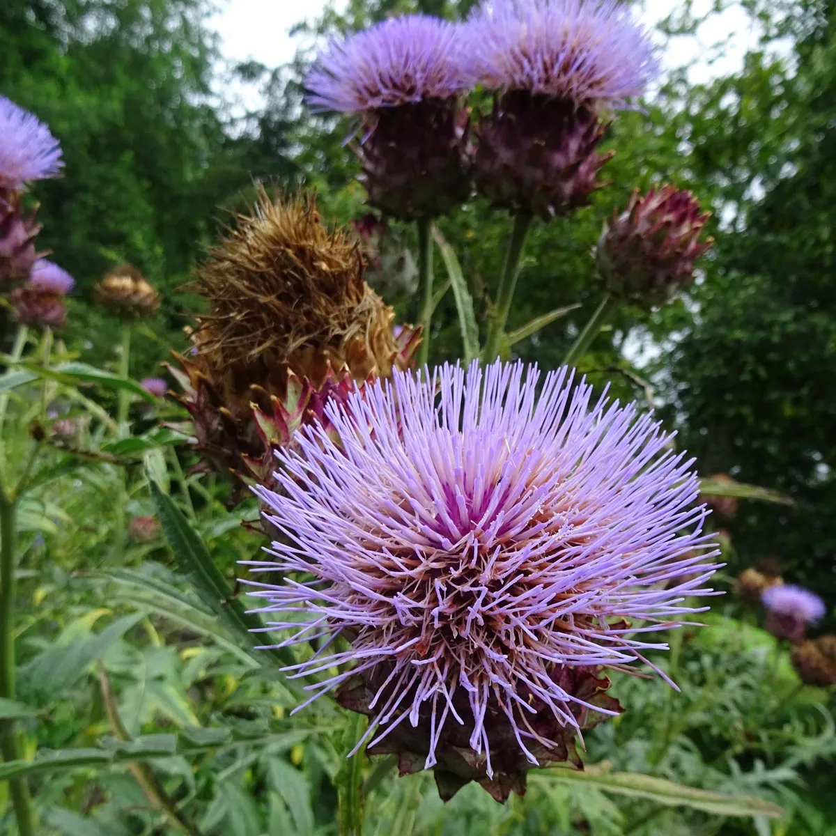 Artischocke 'Imperial Star' (Cynara scolymus) Bio Saatgut